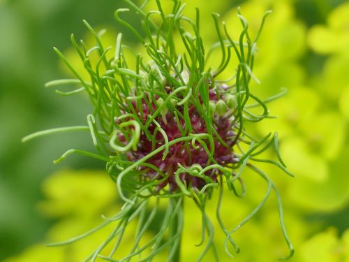 summer nature flower