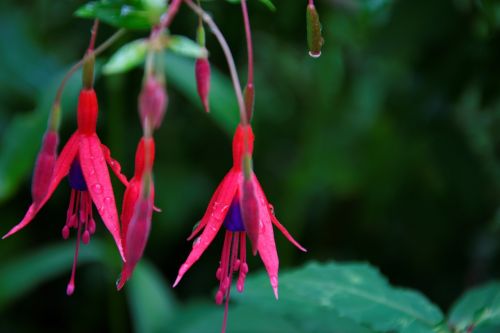 summer plant flowers