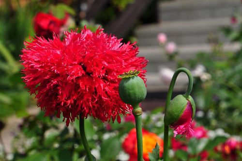 summer flowers poppies
