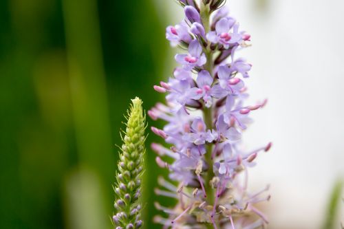 summer nature flowers