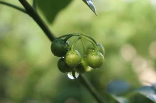 summer cool water droplets