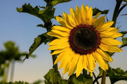 summer sun flower yellow