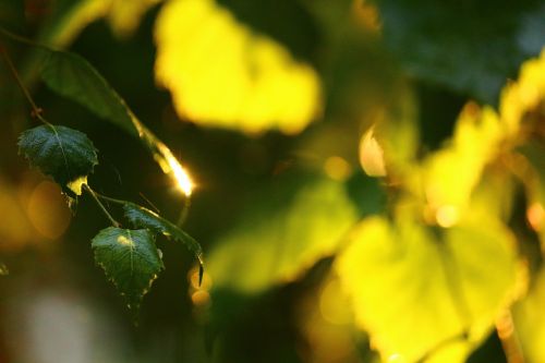 summer leaves birch