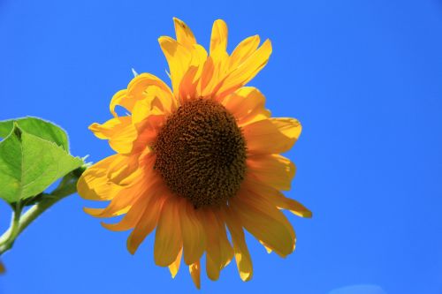 summer sunflower plant