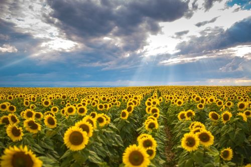 summer sunflower romania