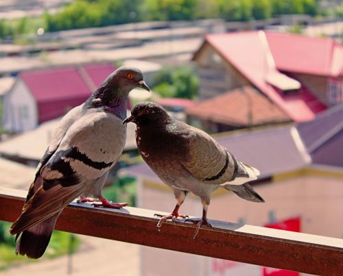 summer balcony pigeons