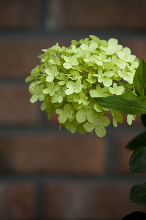 summer summer flowers flowers