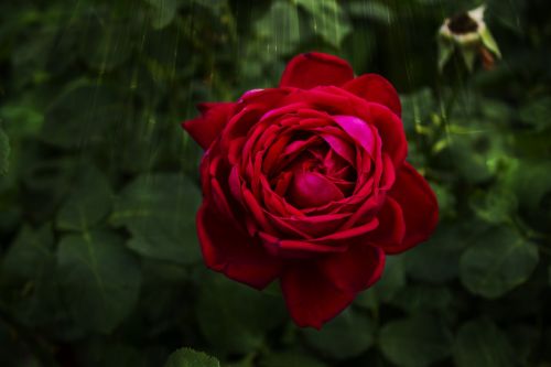 summer garden rose