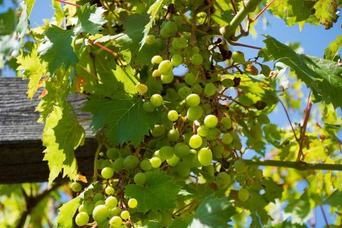 summer austria fruit