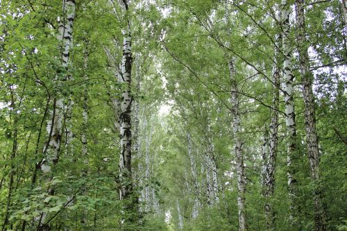 summer birch nature