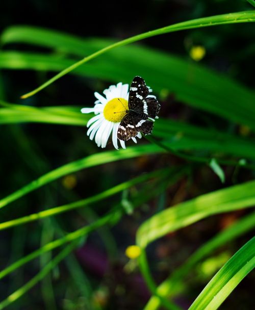 summer daisy butterfly