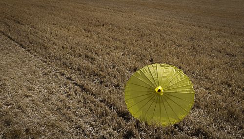 summer yellow field