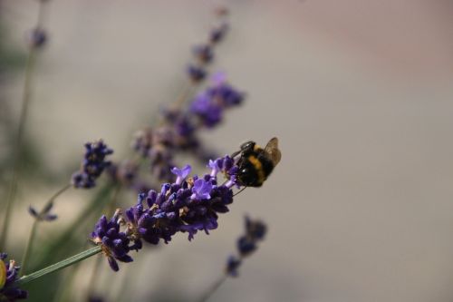 summer lavender bee