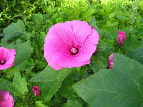 summer flowers summer flowers