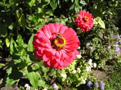 summer flowers summer flowers