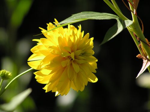 summer flowers summer flowers