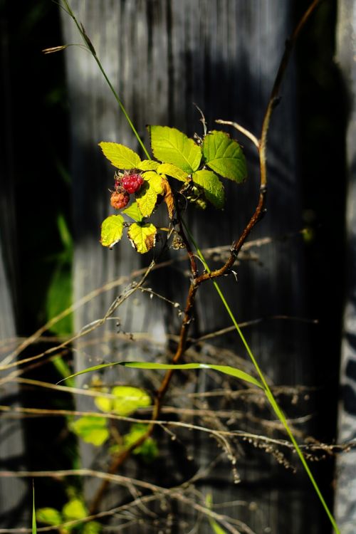 summer fence road