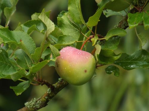 summer harvest apples fruit