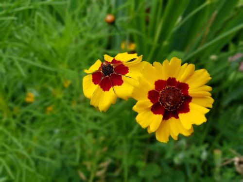 summer flowers