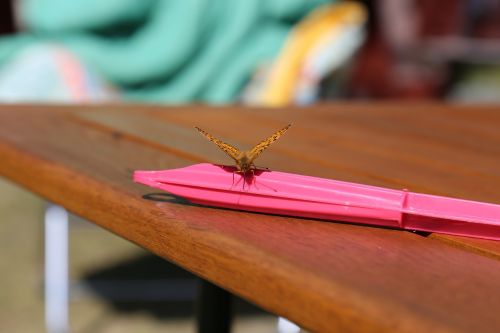 summer butterfly pink