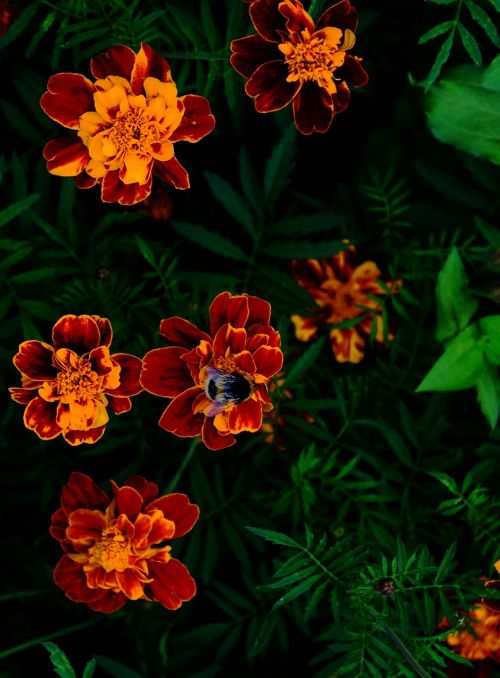 summer flowers bumblebee
