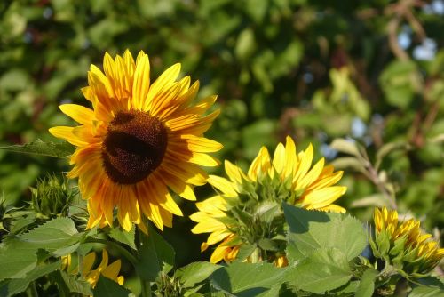 summer sunflower flower