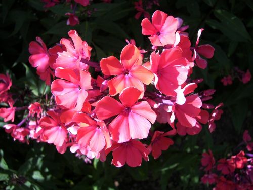 summer pink flowers floral