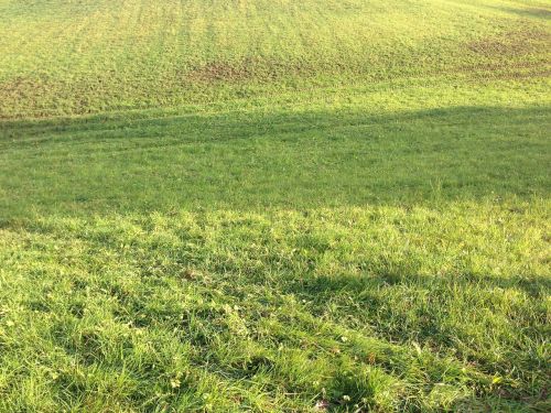 summer meadow grass