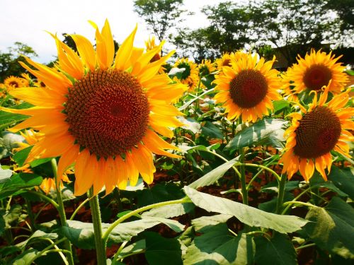 summer sunflower honeybee