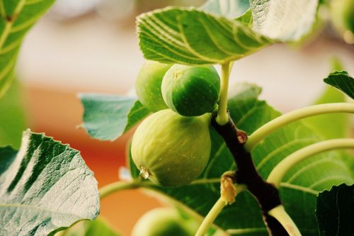 summer fig fruit