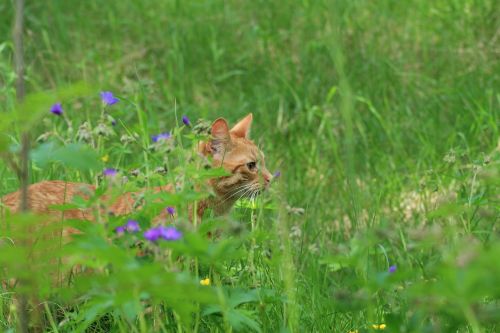 summer cat nature