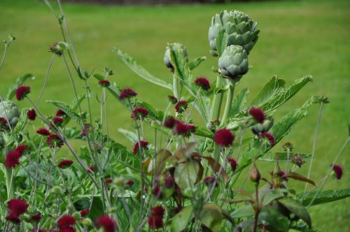 summer flower garden