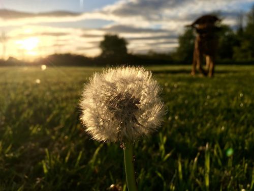 summer dandelion nature