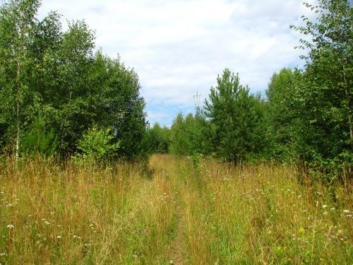 summer forest blue sky