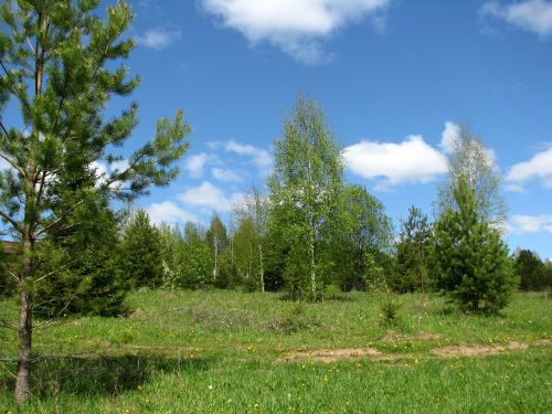 summer forest blue sky