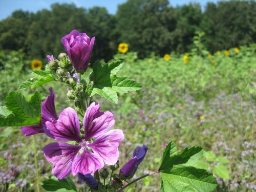 summer flowers purple