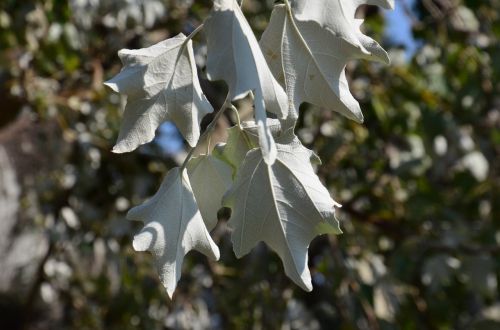 summer leaves white