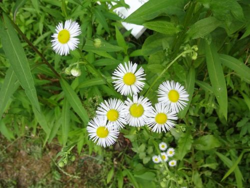 summer flower white