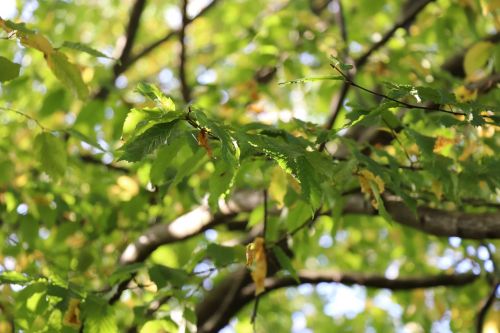 summer tree leaves