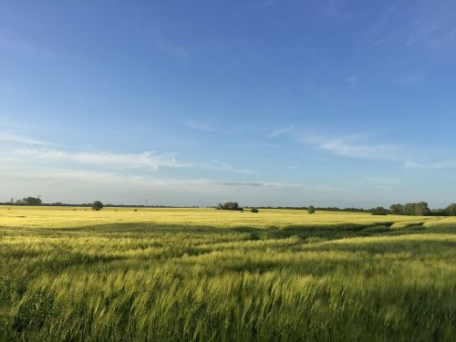 summer cornfield cereals