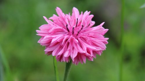 summer flower plant