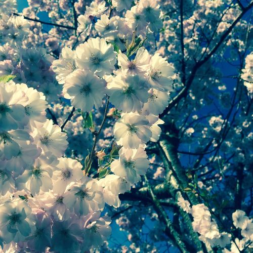 summer flowers cherry blossom