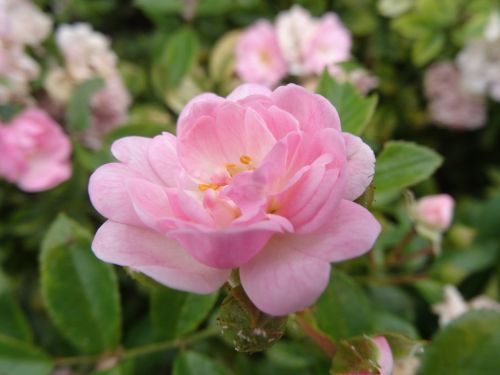 summer flowers pink flower