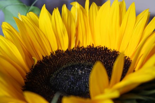 summer sun flower yellow flower