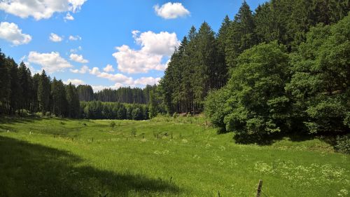 summer forest meadow