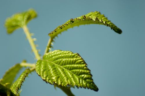 summer leaf green