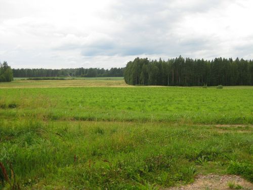 summer landscape forest