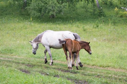 summer horses foal