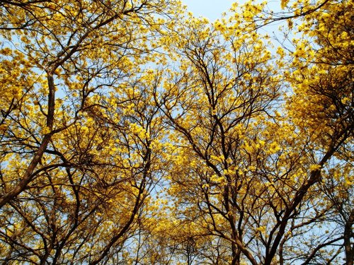 summer  yellow  tree