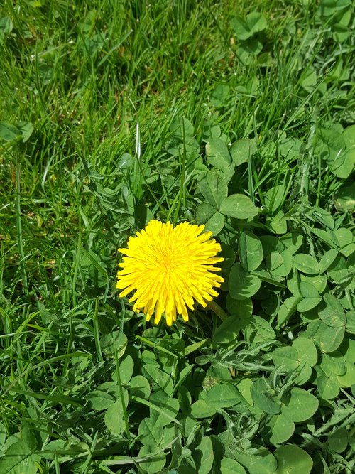 summer  nature  flower